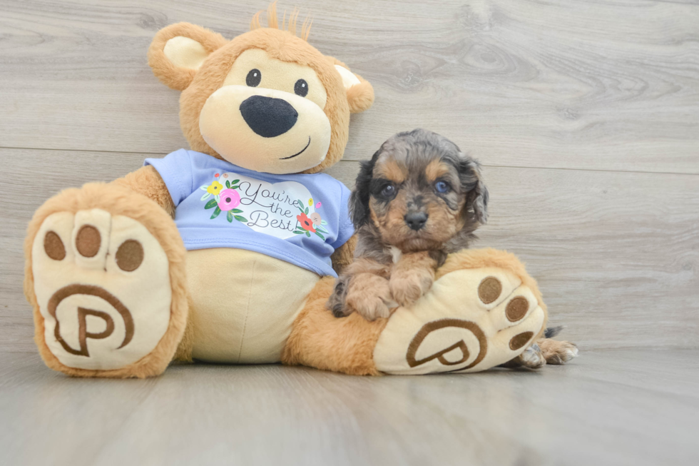 Best Cavapoo Baby