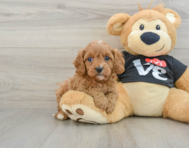 9 week old Cavapoo Puppy For Sale - Simply Southern Pups