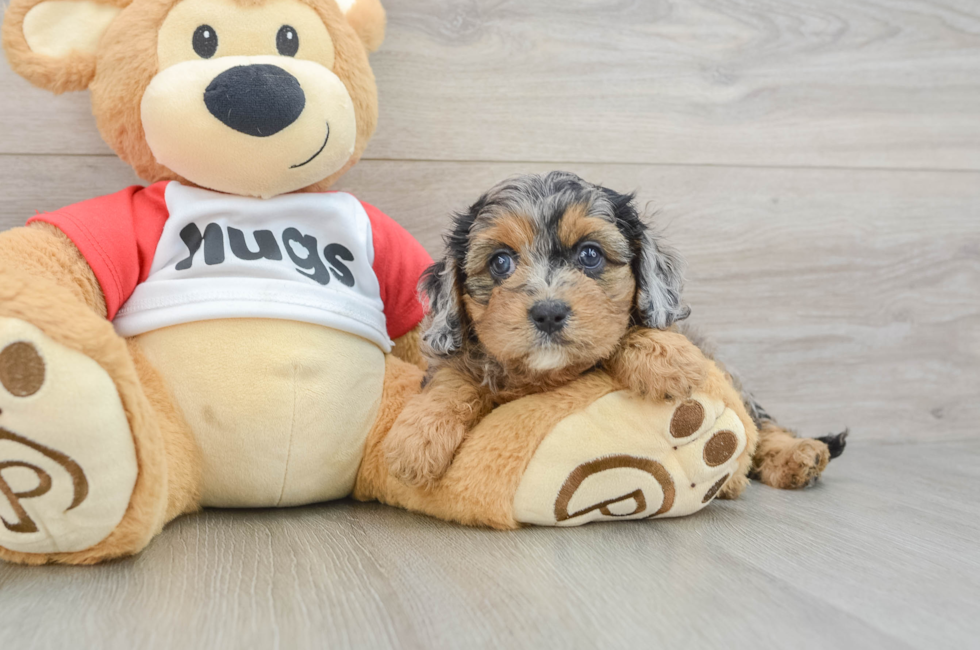 6 week old Cavapoo Puppy For Sale - Simply Southern Pups