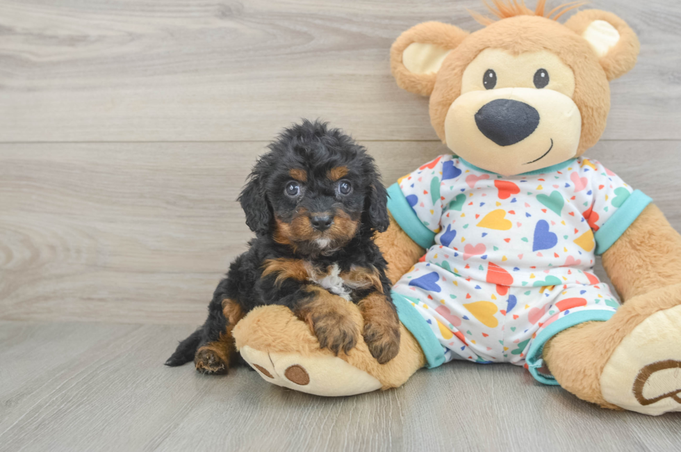 6 week old Cavapoo Puppy For Sale - Simply Southern Pups