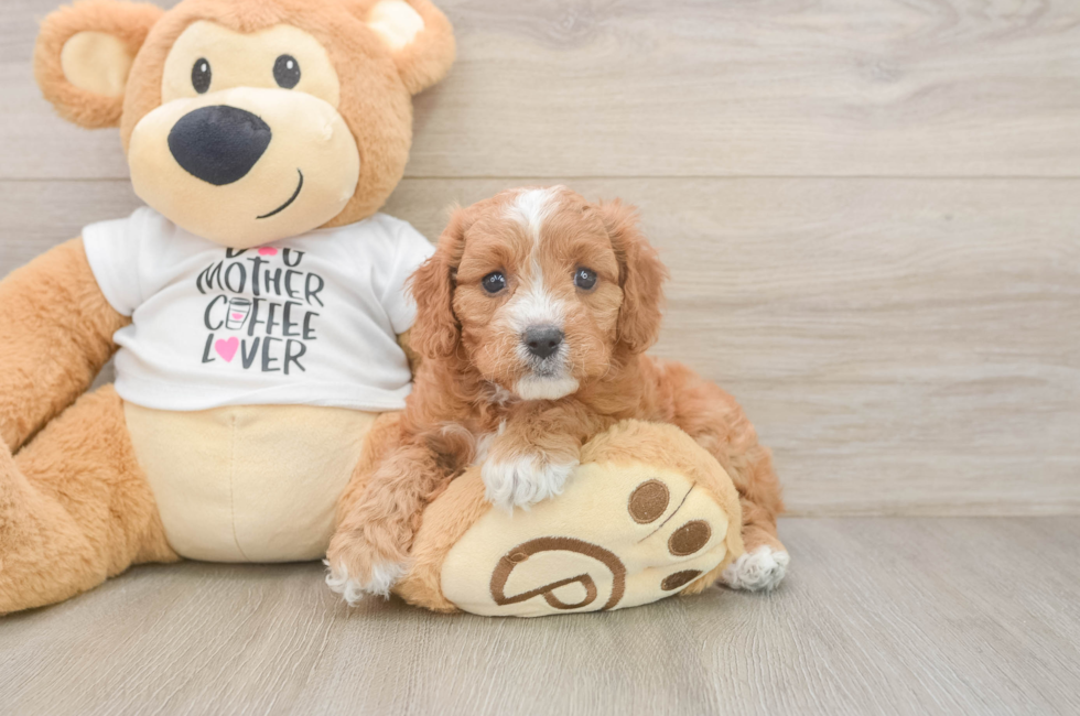 6 week old Cavapoo Puppy For Sale - Simply Southern Pups
