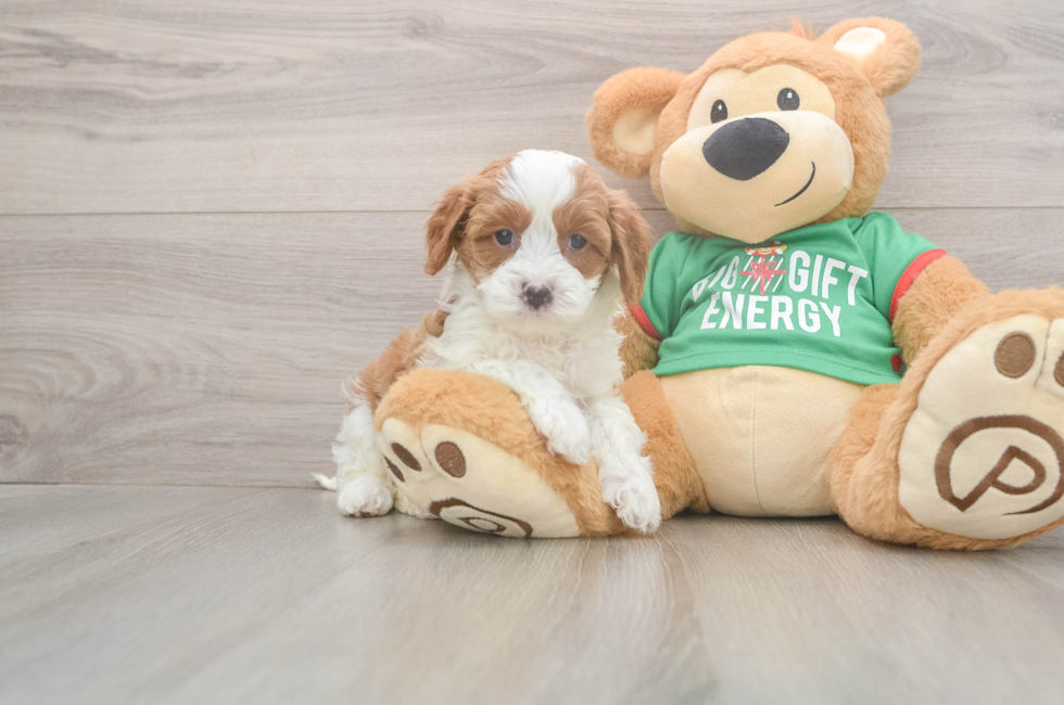 5 week old Cavapoo Puppy For Sale - Simply Southern Pups