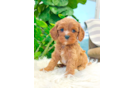 Cavapoo Puppy for Adoption
