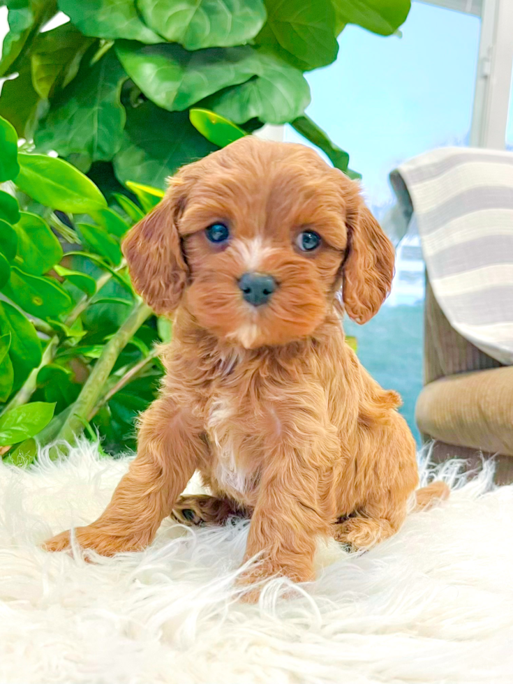Cavapoo Puppy for Adoption
