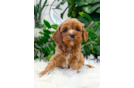 Cute Cavipoo Poodle Mix Puppy