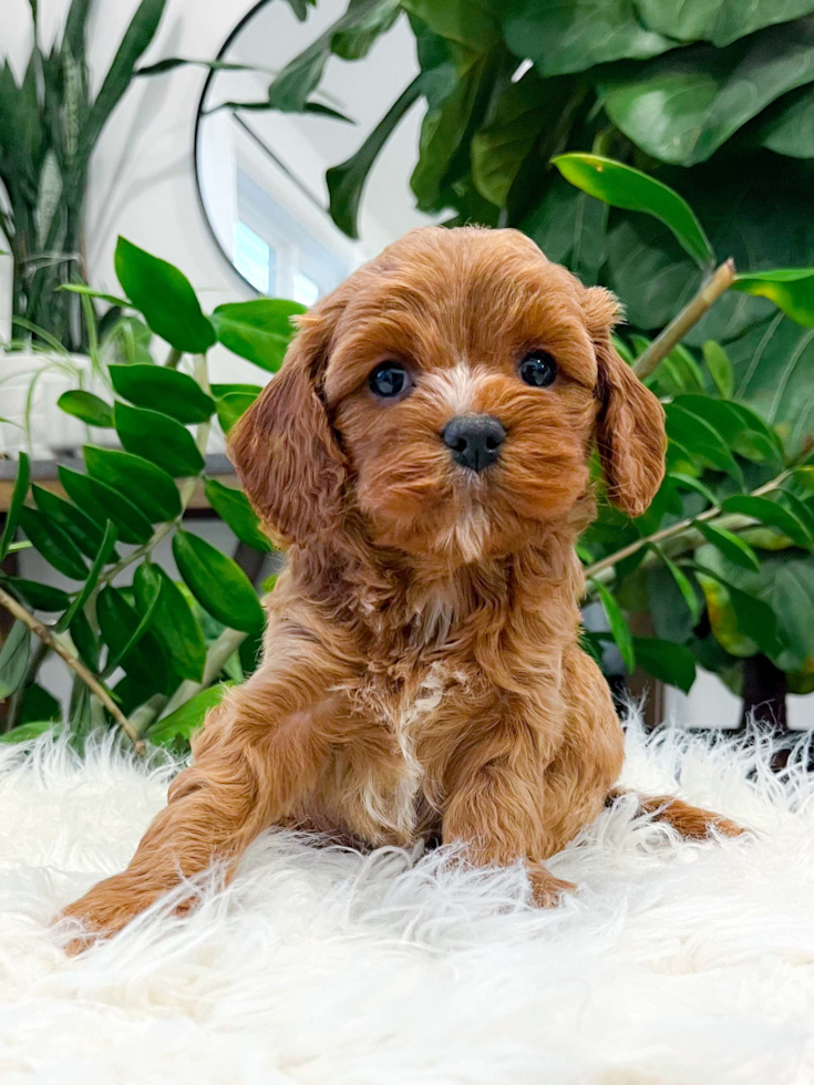 Cute Cavipoo Poodle Mix Puppy