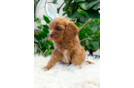 Cute Cavapoo Baby