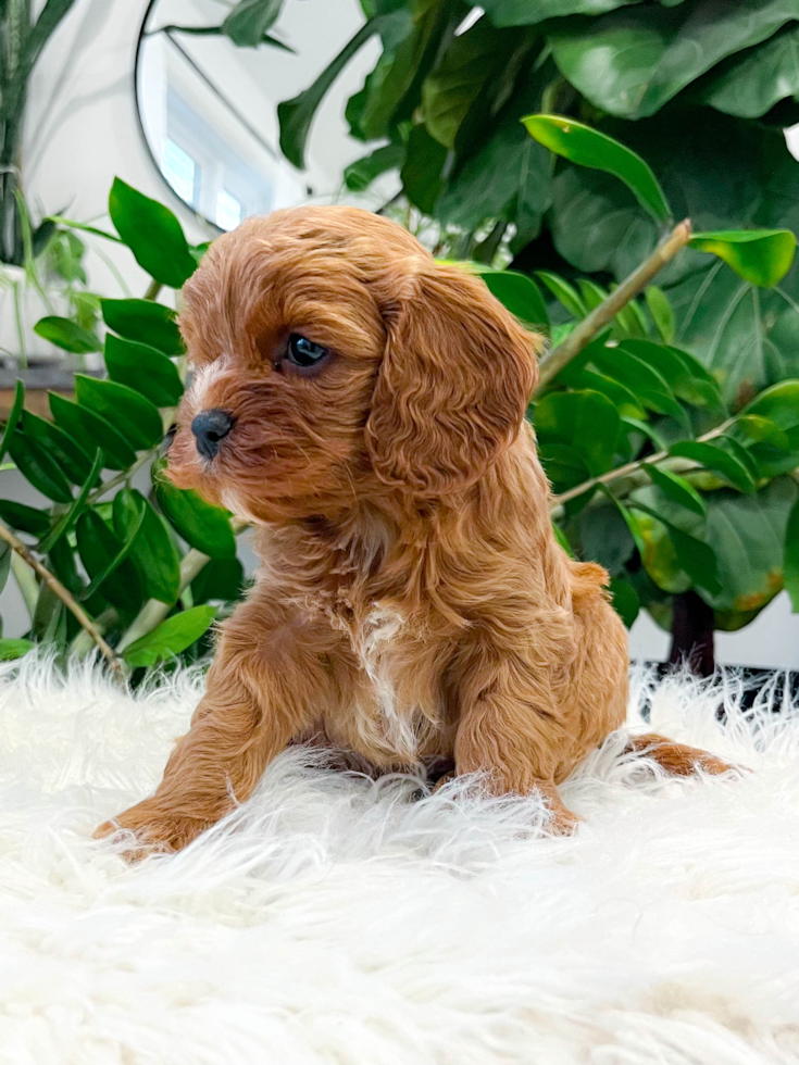 Cute Cavapoo Baby