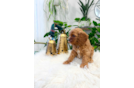 Cute Cavapoo Baby
