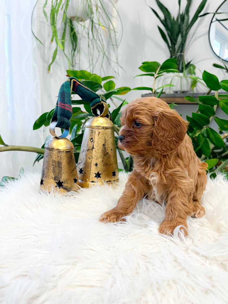 Cute Cavapoo Baby