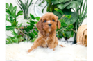 Cute Cavapoo Baby