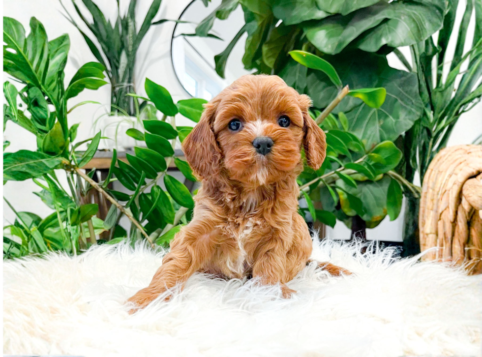 Cute Cavapoo Baby
