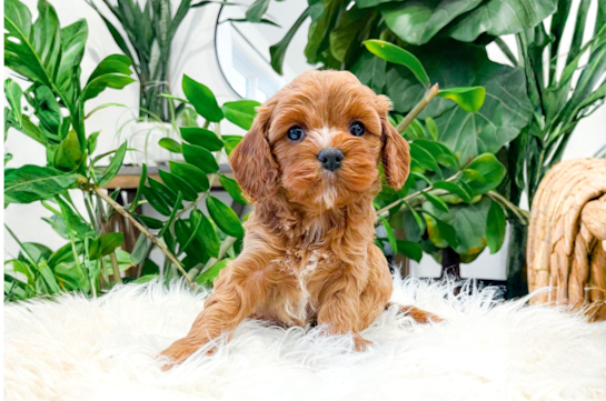 Cute Cavapoo Baby