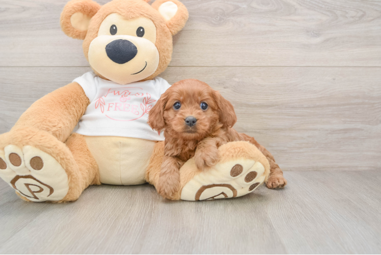 Best Cavapoo Baby