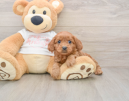 8 week old Cavapoo Puppy For Sale - Simply Southern Pups