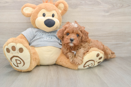 Cavapoo Puppy for Adoption