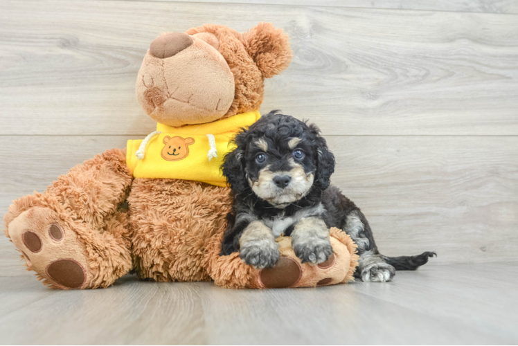 Cavapoo Puppy for Adoption