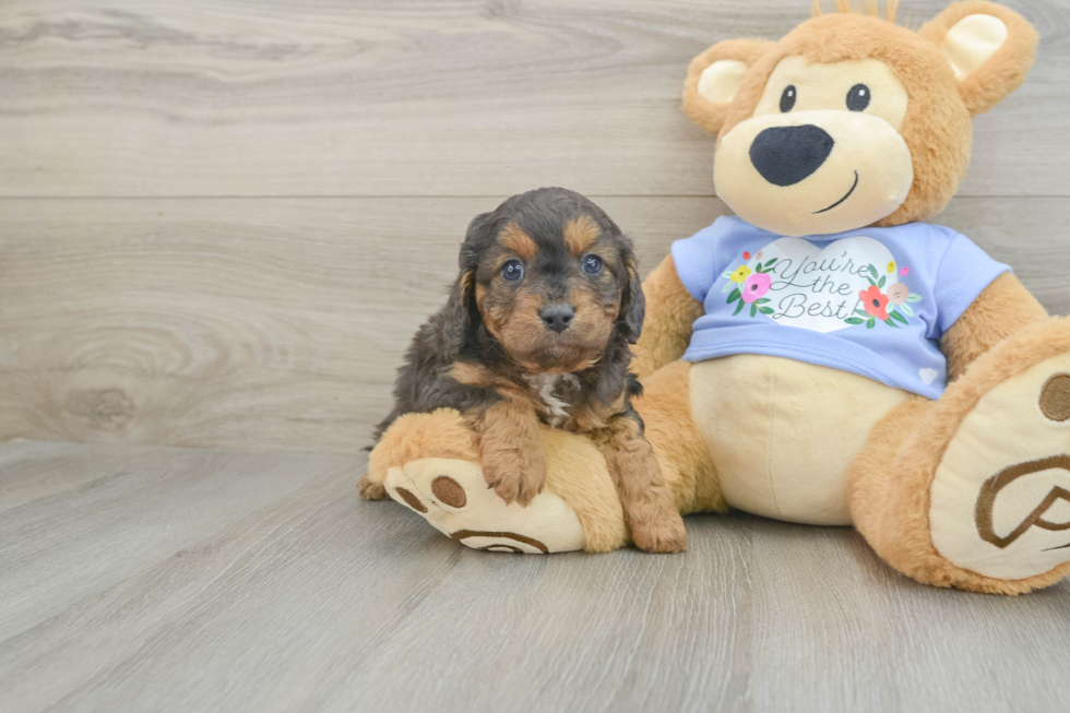 Smart Cavapoo Poodle Mix Pup