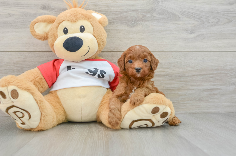 5 week old Cavapoo Puppy For Sale - Simply Southern Pups