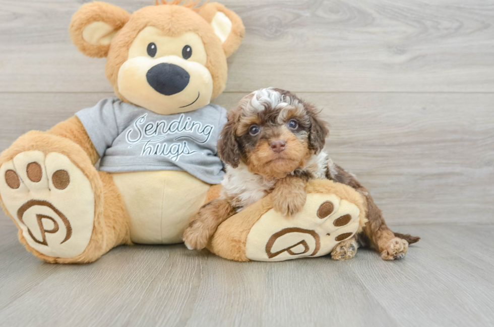 6 week old Cavapoo Puppy For Sale - Simply Southern Pups
