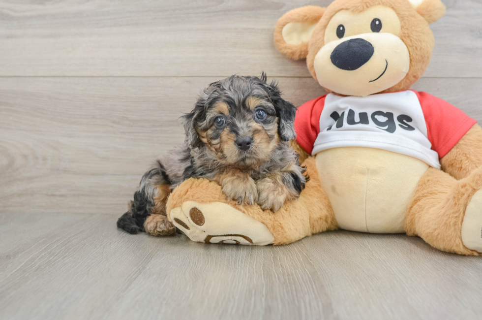 6 week old Cavapoo Puppy For Sale - Simply Southern Pups