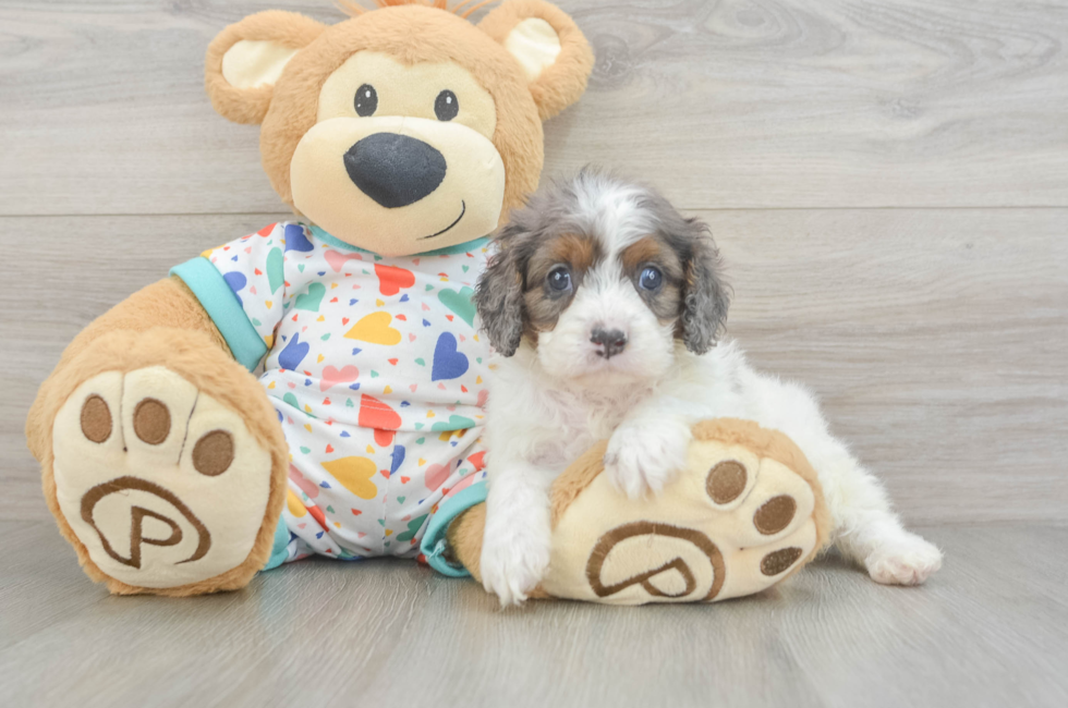 6 week old Cavapoo Puppy For Sale - Simply Southern Pups