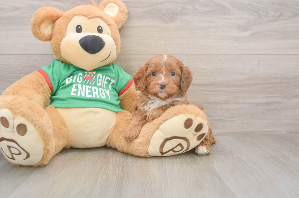 5 week old Cavapoo Puppy For Sale - Simply Southern Pups