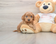 8 week old Cavapoo Puppy For Sale - Simply Southern Pups
