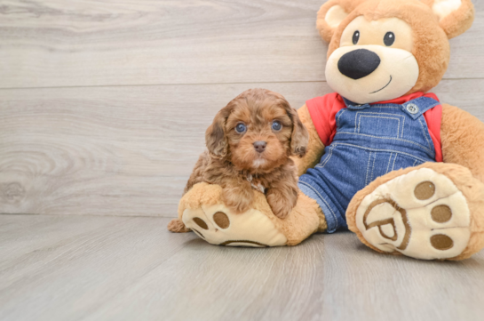 Fluffy Cavapoo Poodle Mix Pup