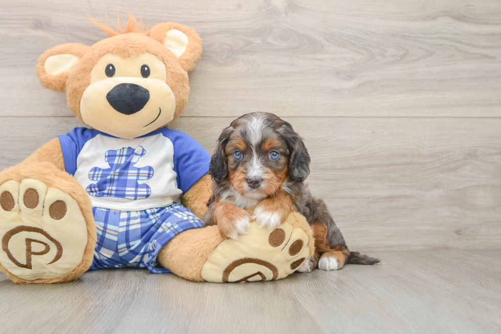 Adorable Cavalier King Charles Spaniel and Poodle Mix Poodle Mix Puppy