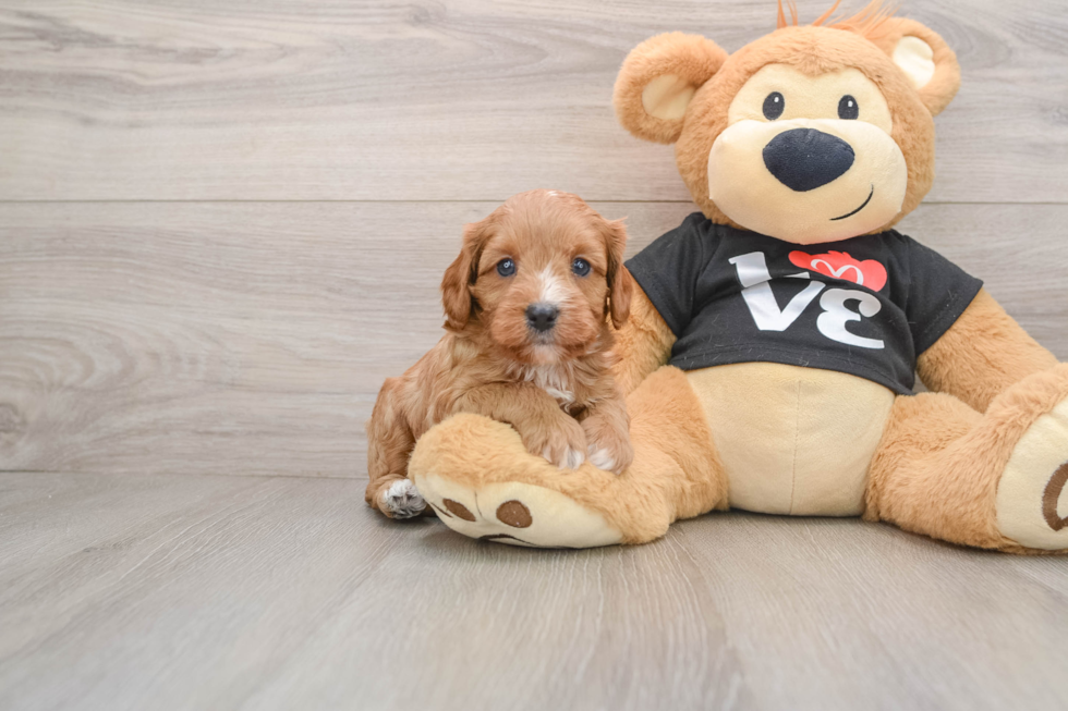Small Cavapoo Baby