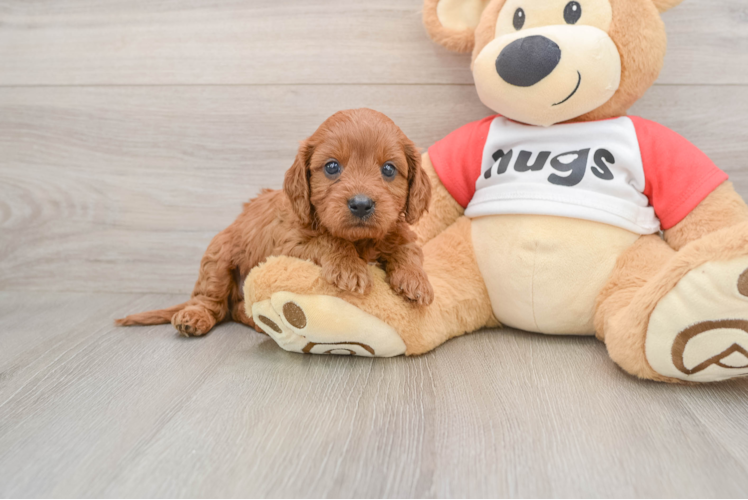 Adorable Cavalier King Charles Spaniel and Poodle Mix Poodle Mix Puppy
