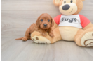 Adorable Cavalier King Charles Spaniel and Poodle Mix Poodle Mix Puppy