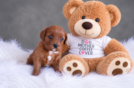 Cavapoo Puppy for Adoption