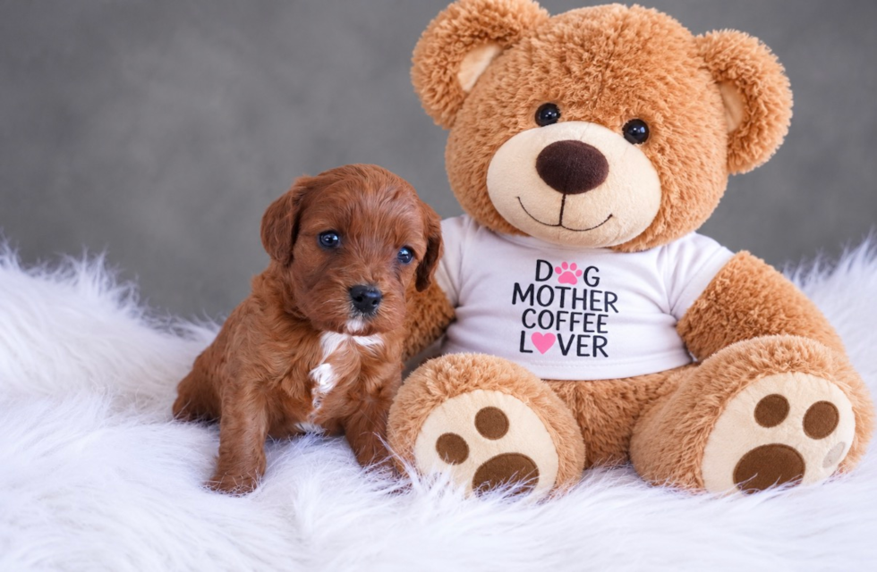Cavapoo Puppy for Adoption