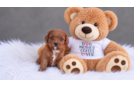Best Cavapoo Baby