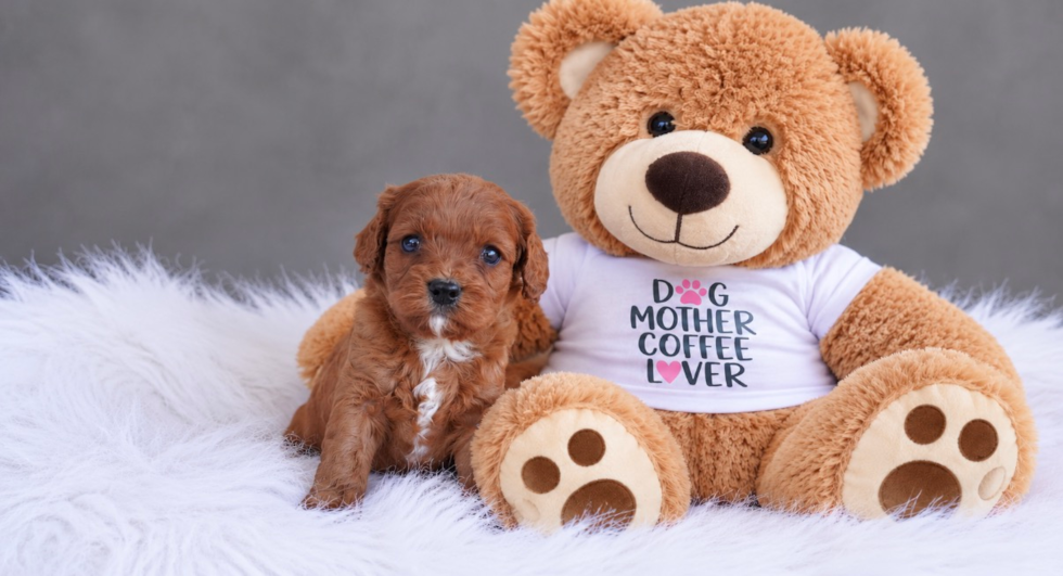 Best Cavapoo Baby