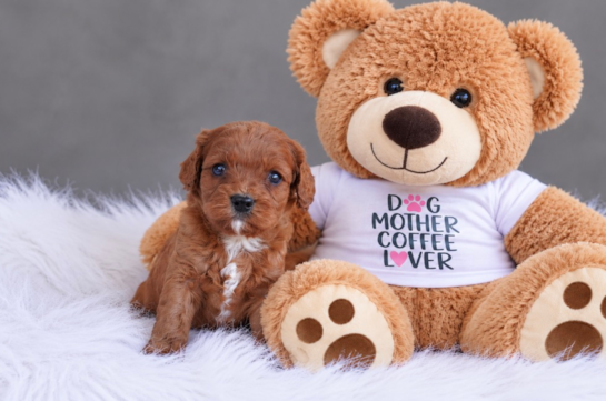 Best Cavapoo Baby