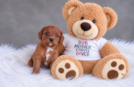 Cute Cavapoo Baby