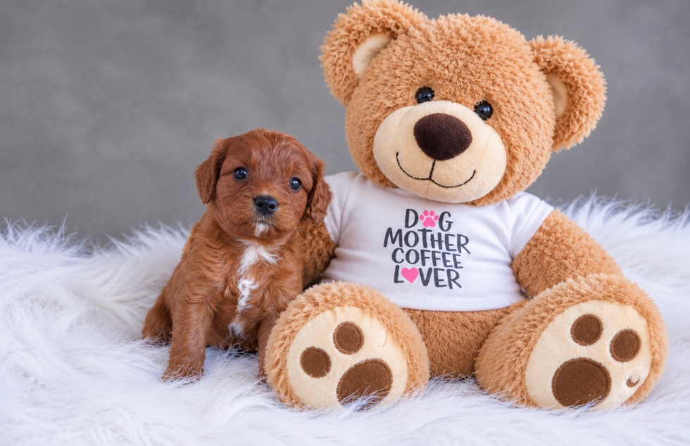 Cute Cavapoo Baby