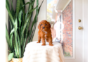 Cute Cavapoo Poodle Mix Pup