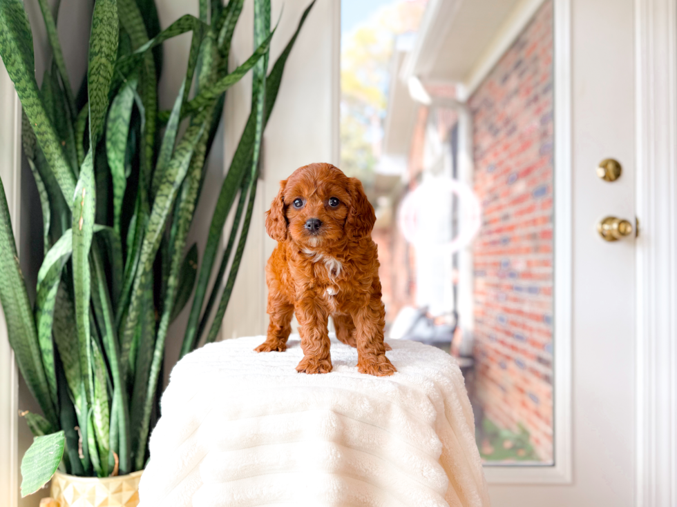 Cute Cavapoo Poodle Mix Pup