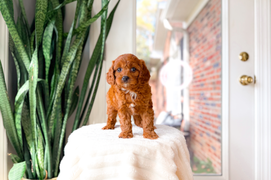 Cute Cavapoo Poodle Mix Pup