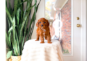 Cavapoo Puppy for Adoption