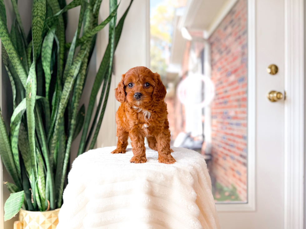 Cavapoo Puppy for Adoption