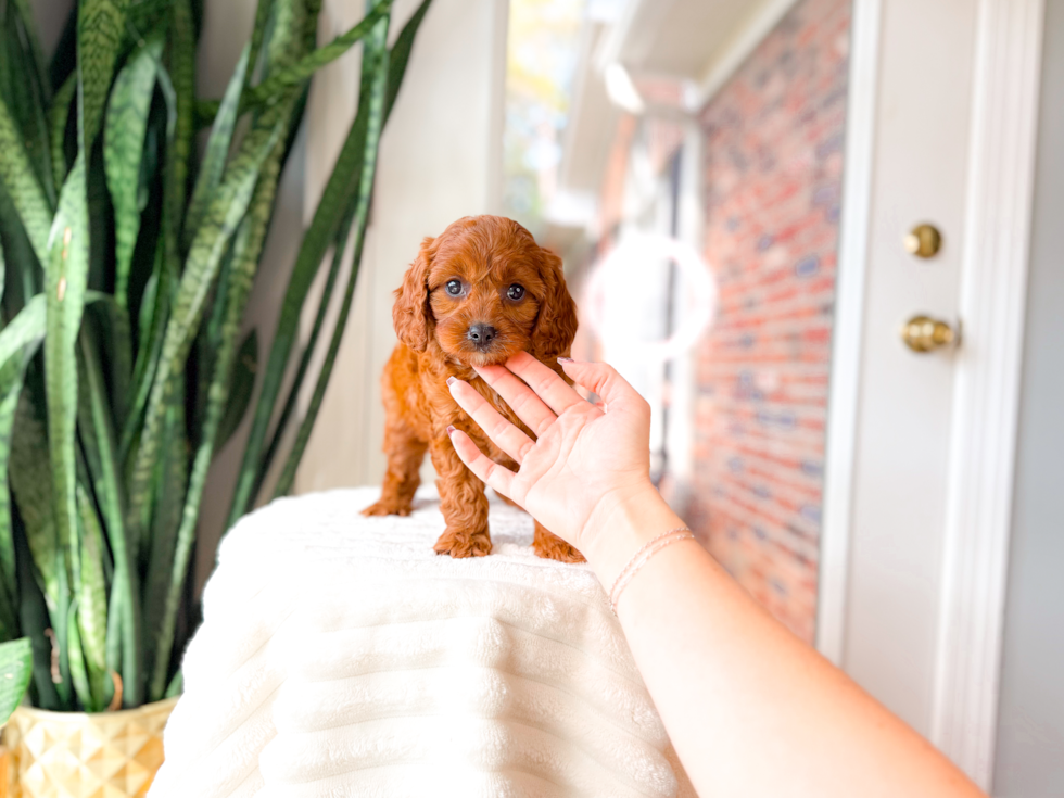 Cute Cavapoo Poodle Mix Pup