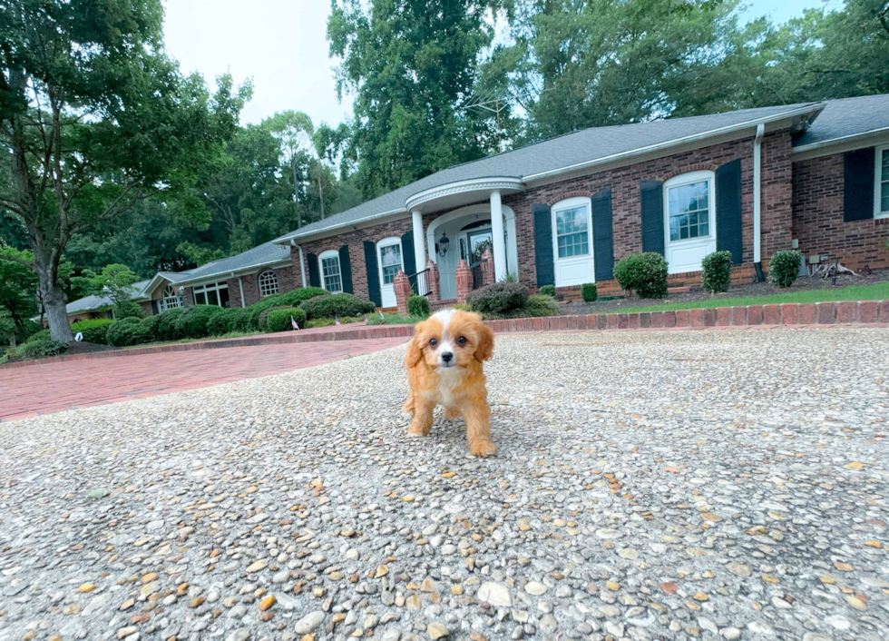 Cute Cavalier King Charles Spaniel and Poodle Mix Poodle Mix Puppy