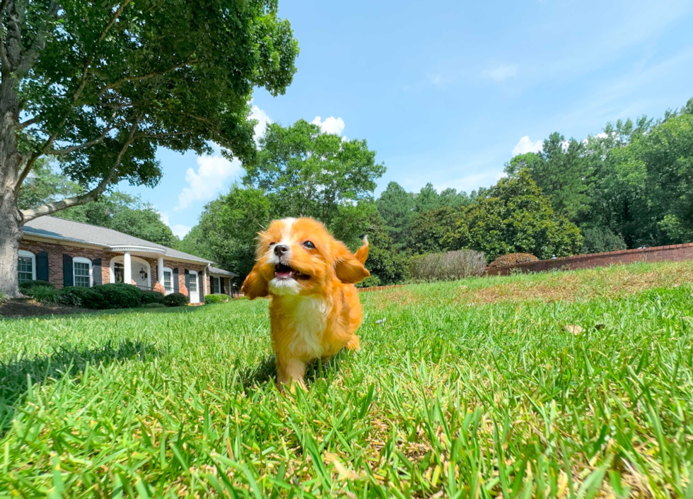 Best Cavapoo Baby