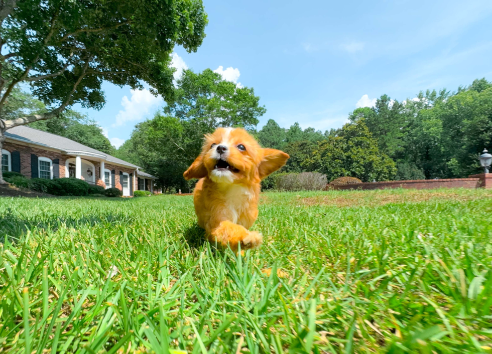 Best Cavapoo Baby