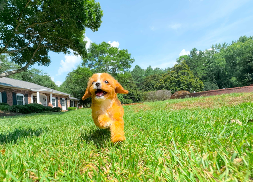 Cute Cavoodle Poodle Mix Puppy